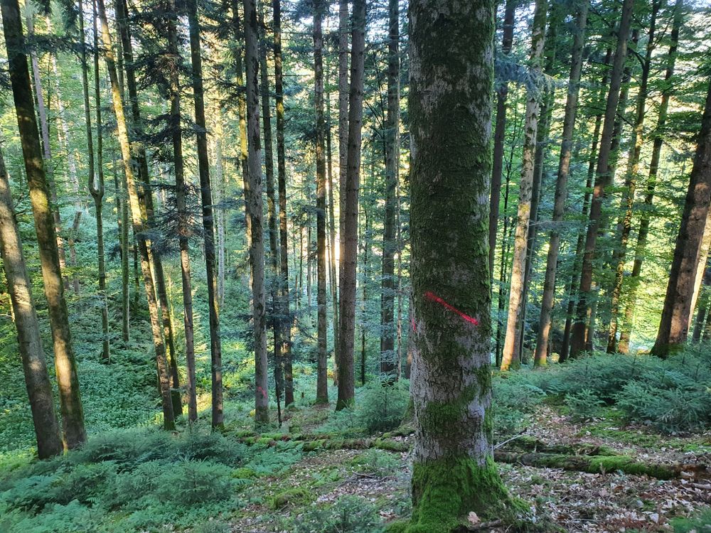 HolzschlagbewilligungAnzeichnen_Unternehmerholzschlag Anzeichnen in Walkringen